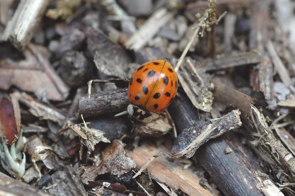 Convergent Ladybug