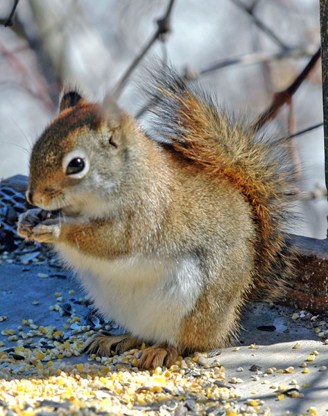  Little Red
