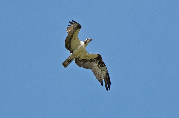 Osprey