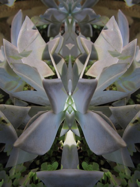 Succulent