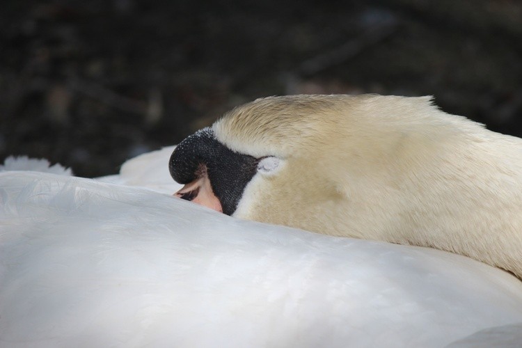 Afternoon Nap