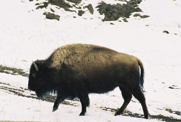 west yellowstone