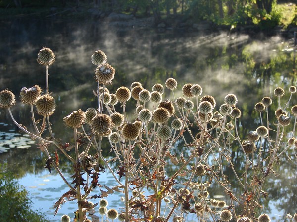Beautiful Burrs
