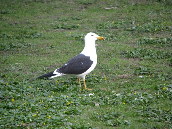 Birds in summerhelsinki2008