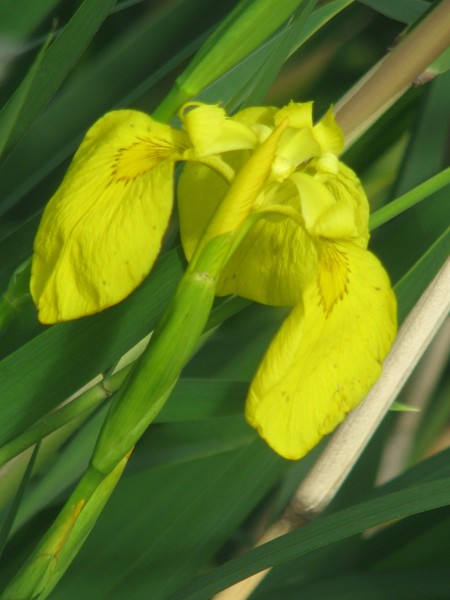 SERIES-CITY FLORALS-YELLOW