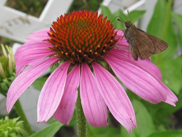 Butterfly on Pink Coneflower