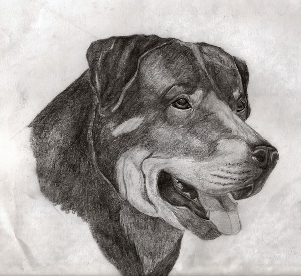 Rottweiler