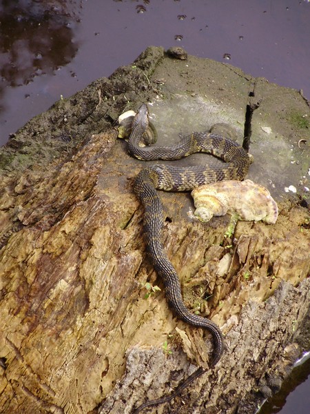 Snake