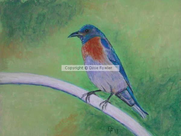 Blue bird
