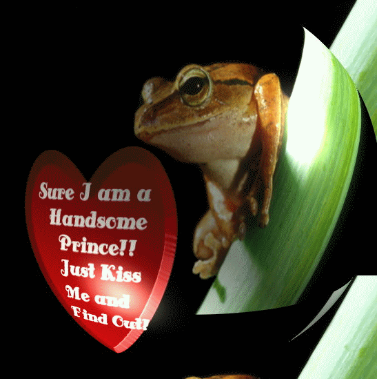 Kiss Me Froggie