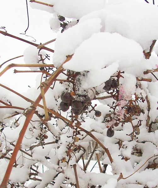 Wild Winter Grapes