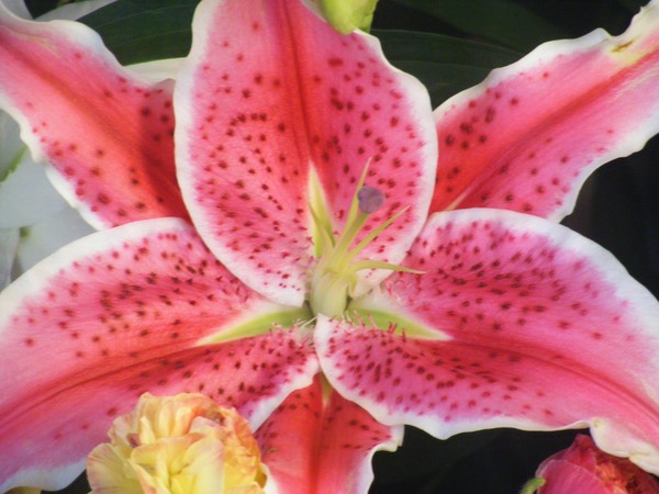 A real Flower