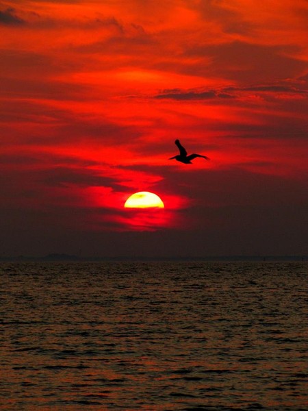 Pelican sunset