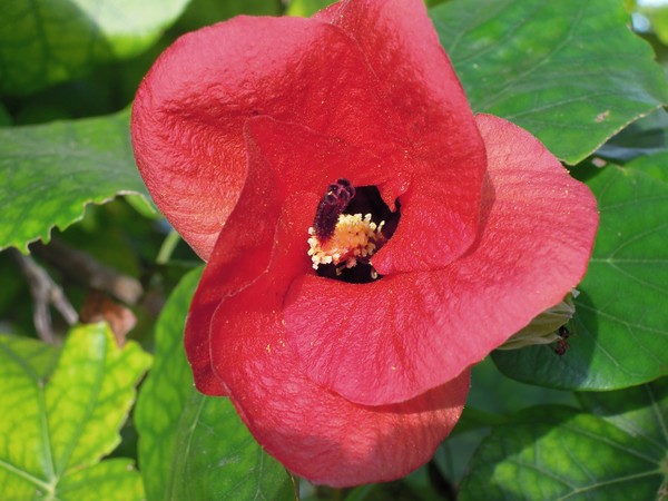 Red Flower 1/21/2012