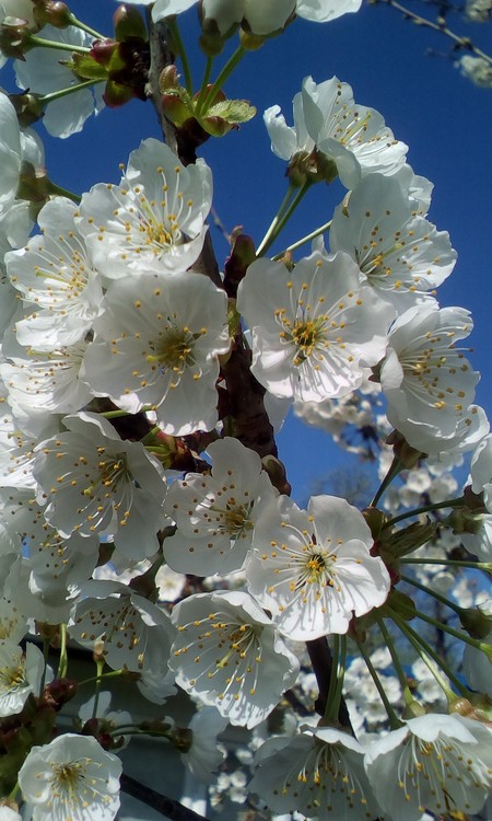 Cherry tree flowers
