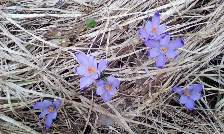 Violet crocuses