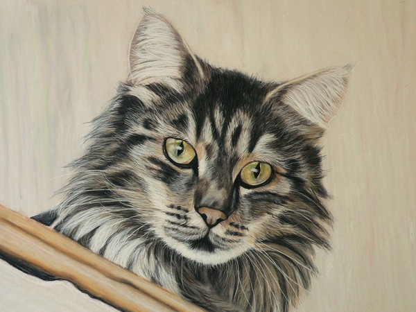 Norwegian Forest Cat
