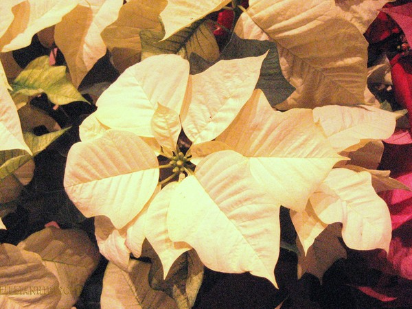 White Poinsettias