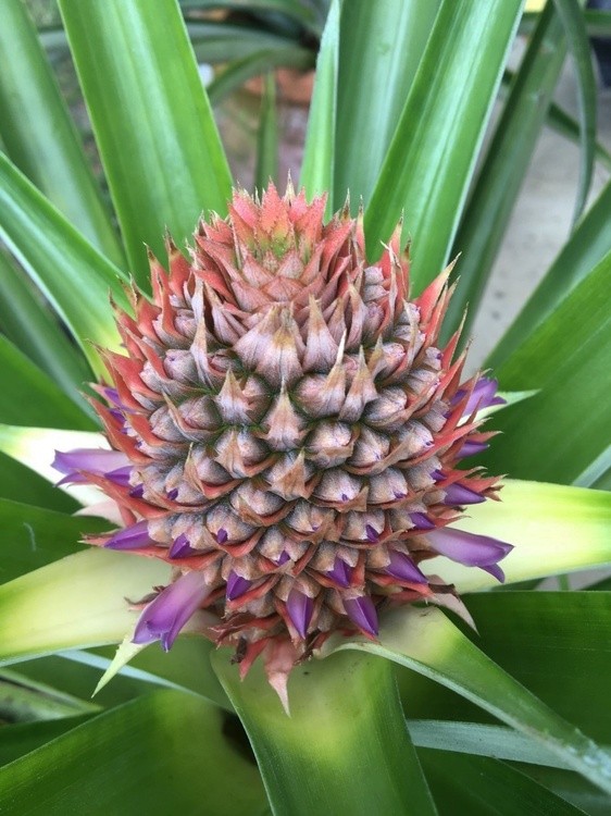 PINEAPPLE FLOWER