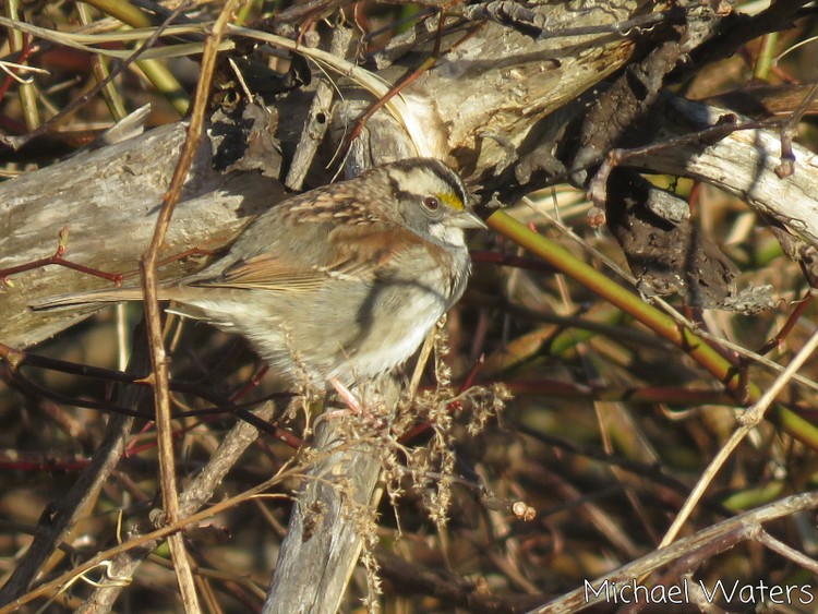 Wild bird