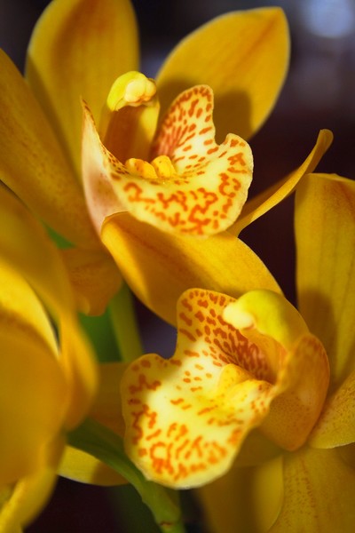 Cymbidium