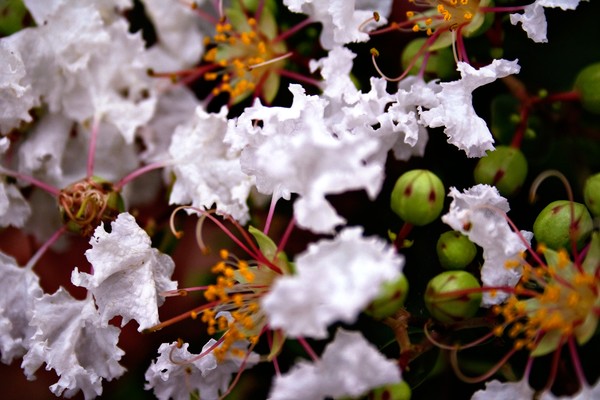 White Myrtle Magic