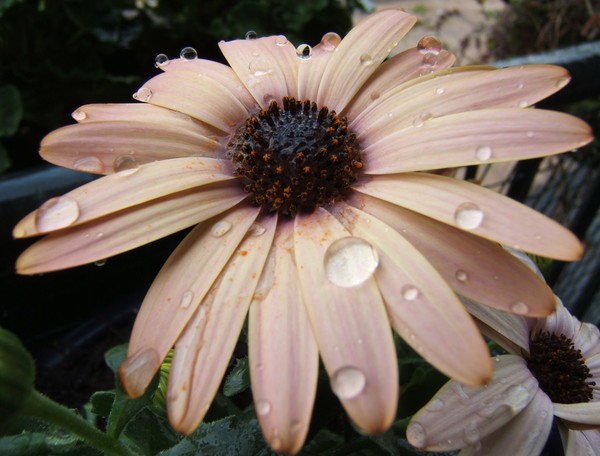 Drops