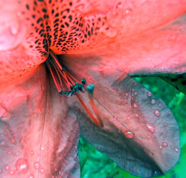 Rhododendron