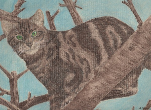 Tabby Cat