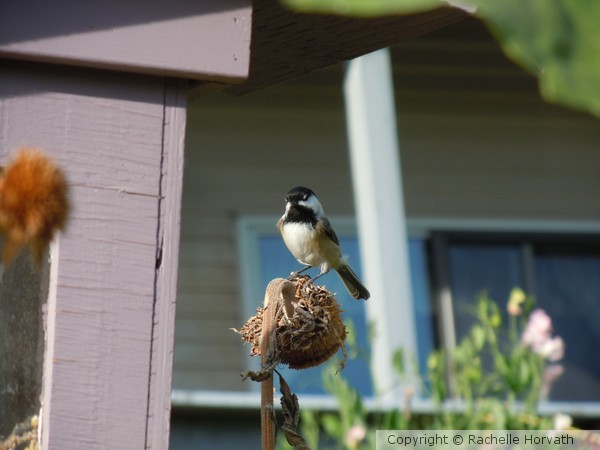 fall chickadee