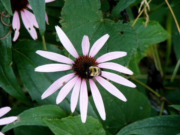 Pink 'Black Eyed Susan'