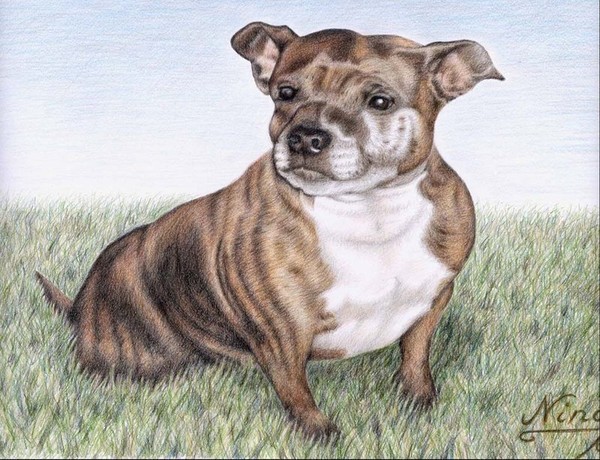 English Staffordshire Terrier