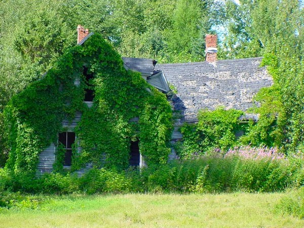 Ivy and shadows at the Old Farm House