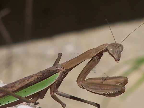 Ay..Can't you see I'm busy?