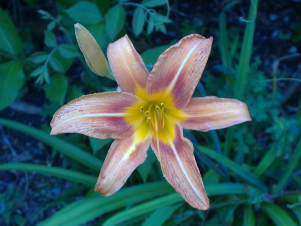 Sunrise Daylily