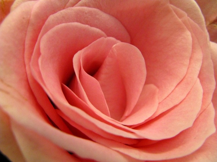 Pink Blush