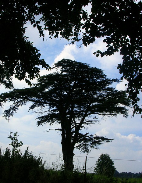 See the Cedar