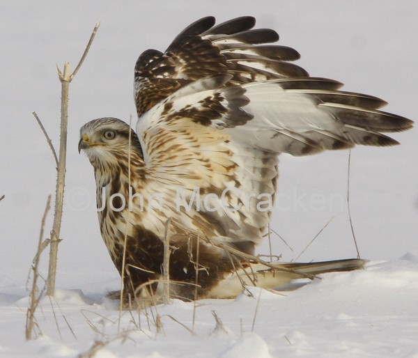 Hunting Rough Legg Hawk