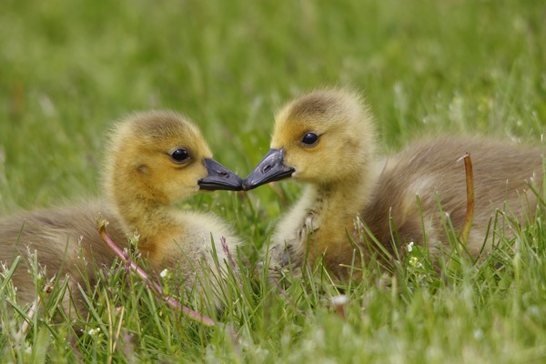 Beak to Beak.