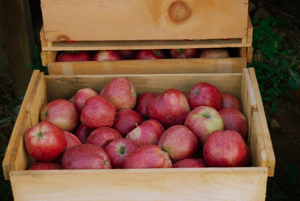 apples