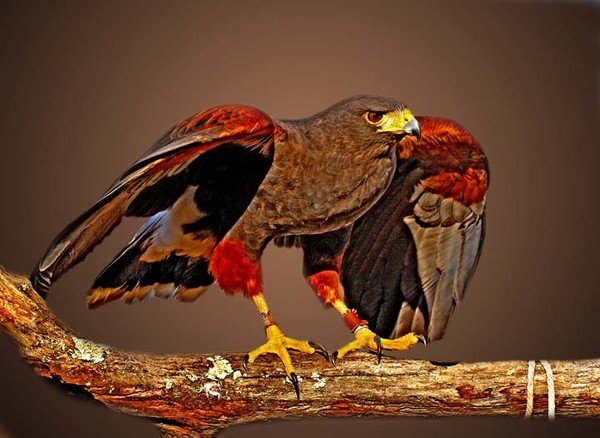 Hawk