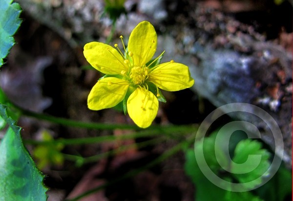 Cinquefoil