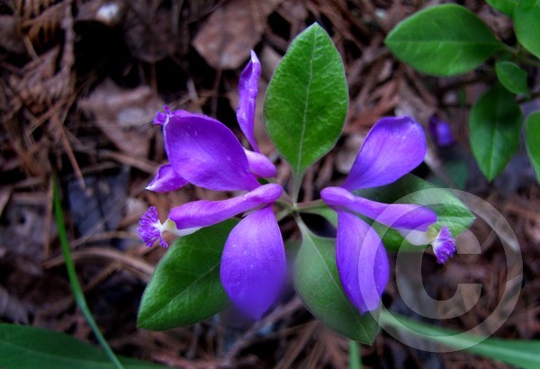 Fringed polygala