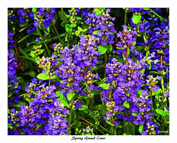Spring Ground Cover