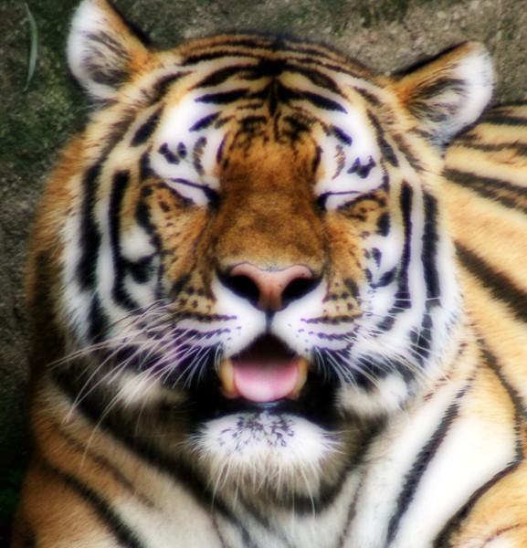 Purrrrrrr