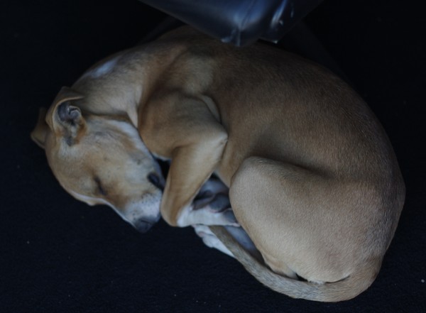 Sleeping dog