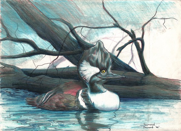 wood duck study