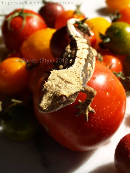 Tomato Rainbow