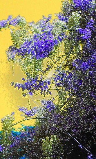 Sun Setting on Wisteria