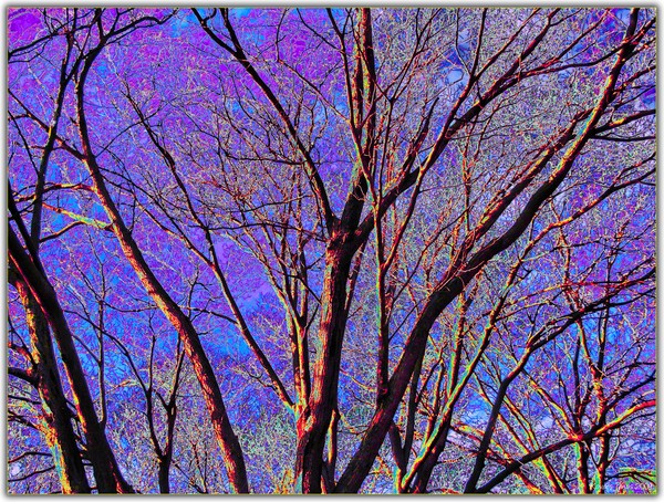 Tree In The Dark LXVI